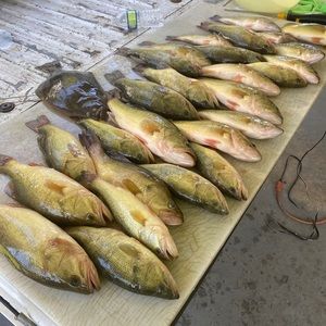 Meet your Posher, Wayne